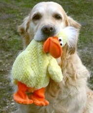 Freya retrieves a cuddly duck