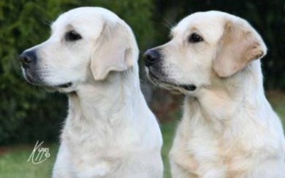 Two Carolake Dogs, Demi and Heidi, in profile