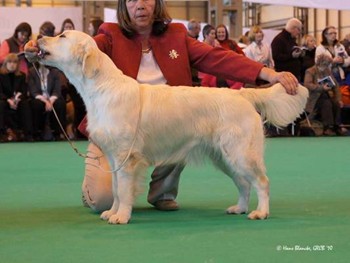 Bliss at Crufts 2010