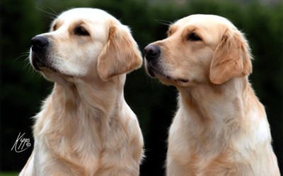Two Carolake Dogs, Fancy and Nina, in profile